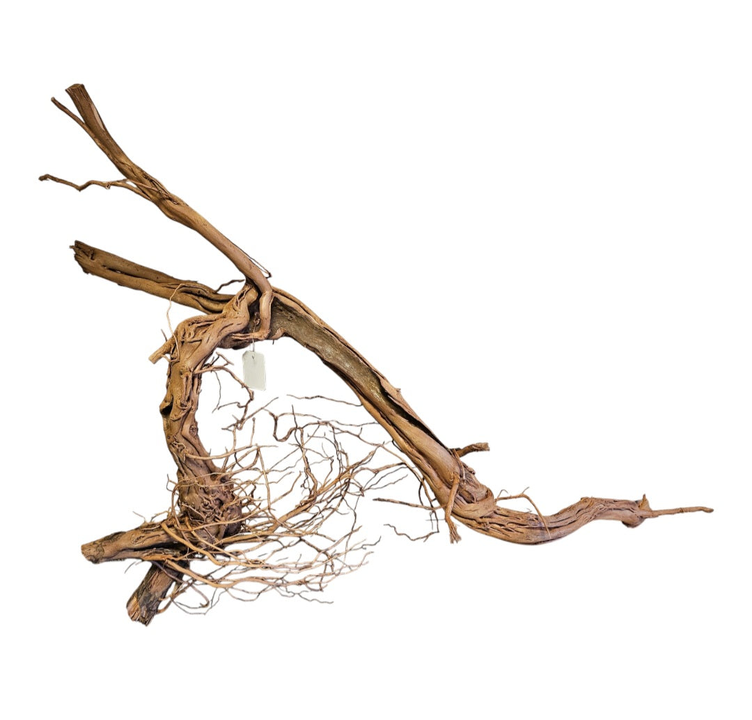 Dragon Wood / Curl Wood  Wurzel326