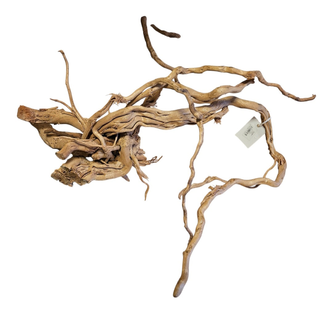 Dragon Wood / Curl Wood  Wurzel406