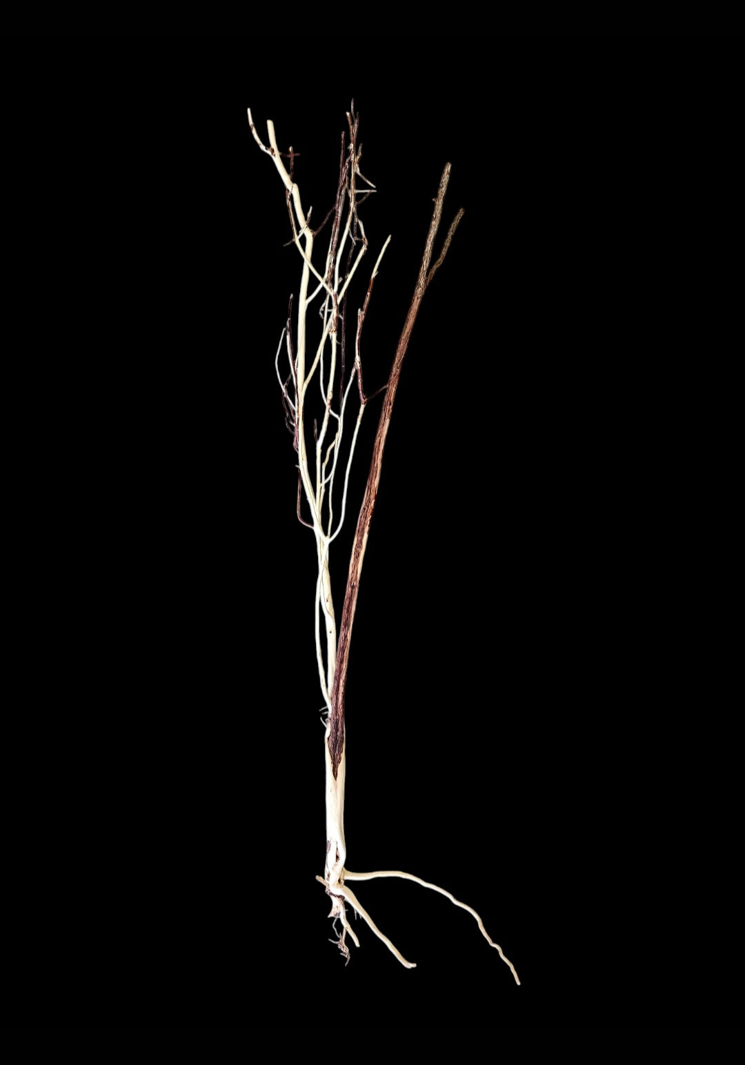 Ghost Wood  L  Nr.836