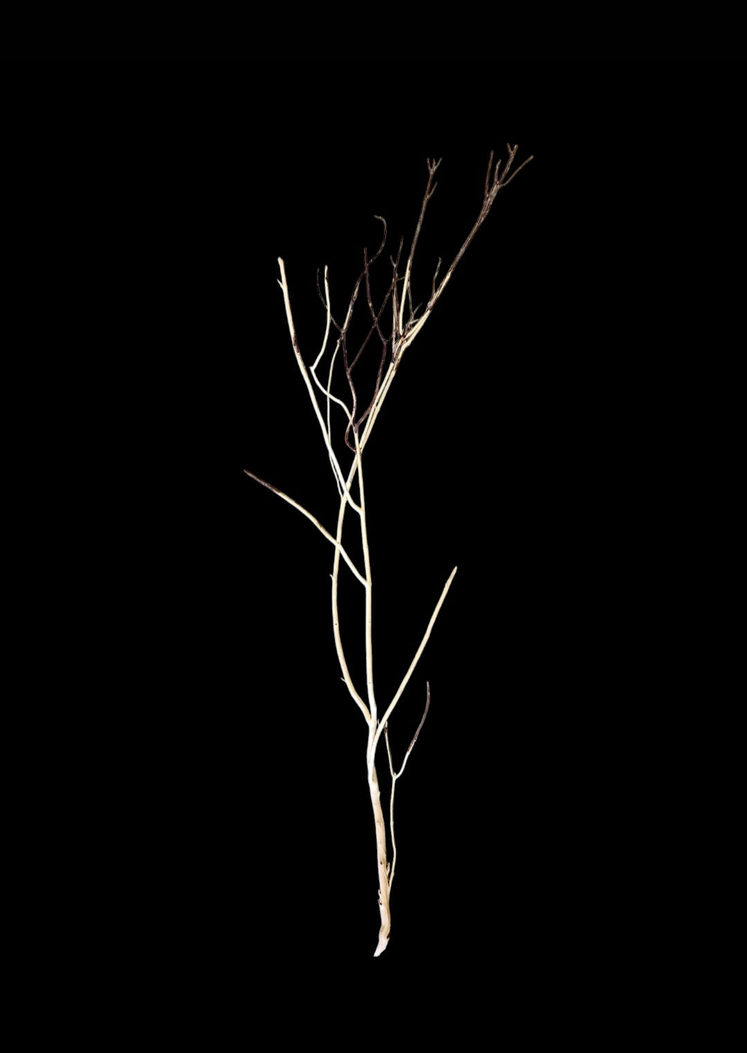 Ghost Wood  L  Nr.841