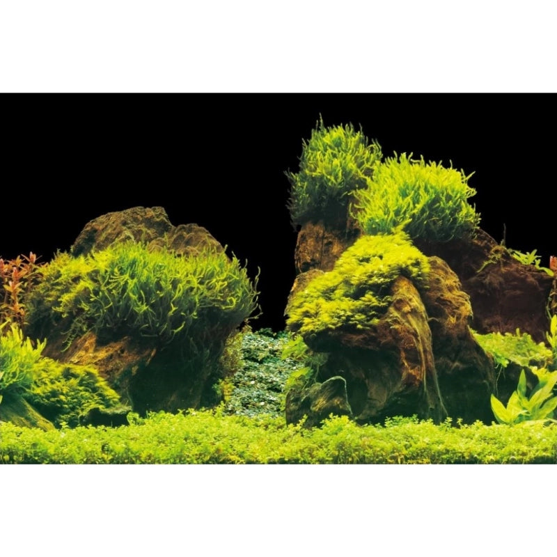 Rückwandfolie Rock/Plants