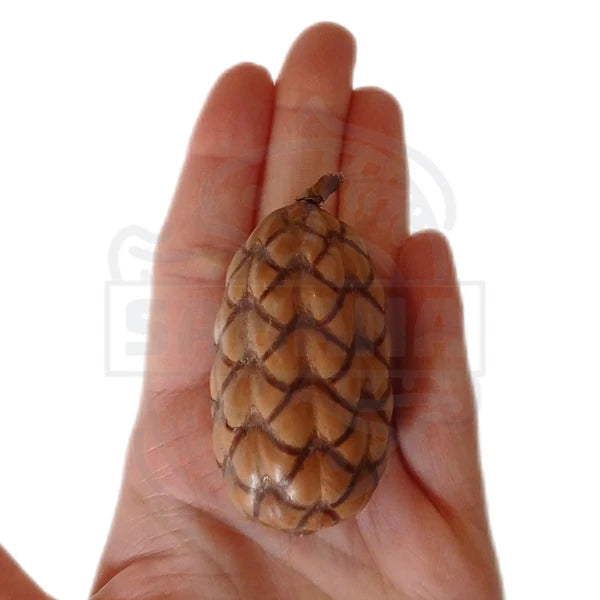 Coco Orinocensis ( 2 Stück )