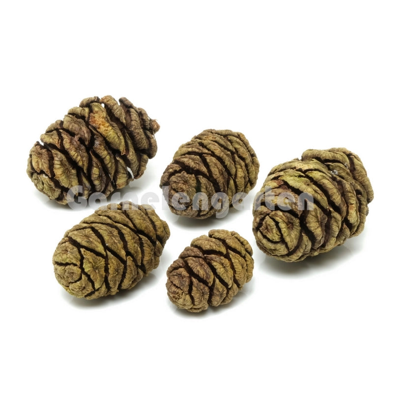  Fünf braune Mammutbaumzapfen. Naturprodukt zur Dekoration.