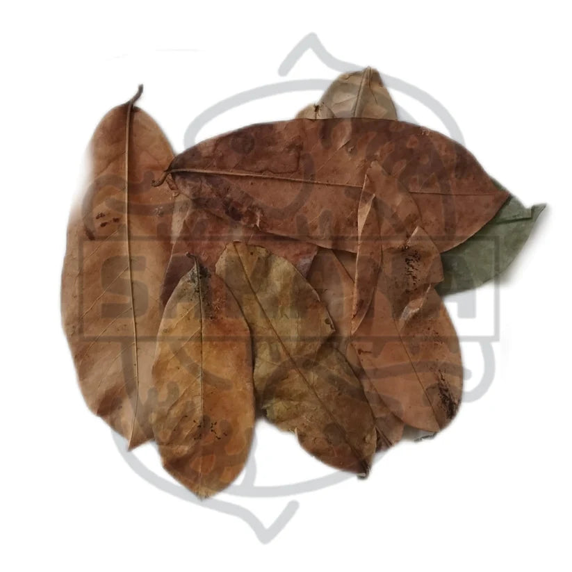 Das Bild zeigt eine Ansammlung getrockneter Blätter, die aufgrund ihrer Größe und Form wahrscheinlich von einem Guanabana-Baum (Annona muricata) stammen. 