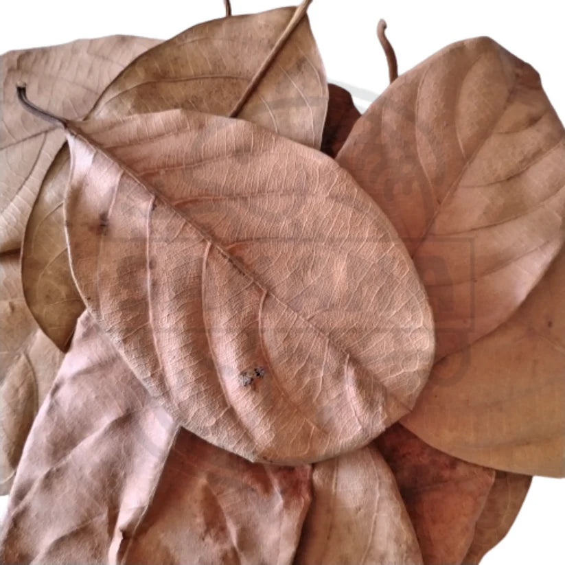 Getrocknete Blätter in warmen Herbsttönen