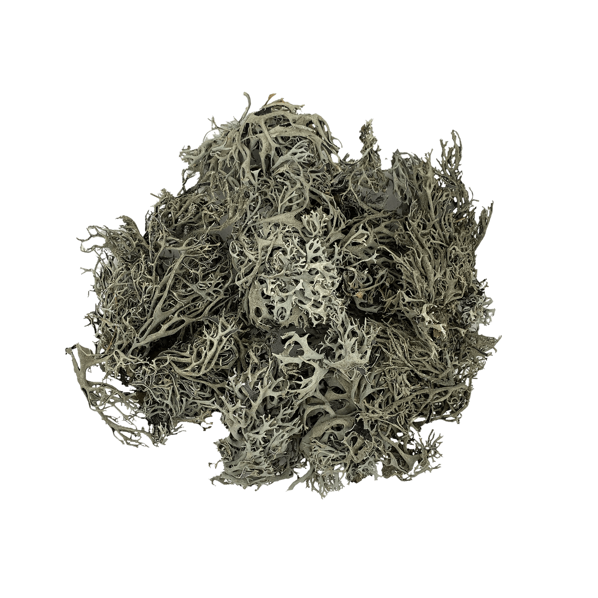 WIO LICHEN Baummoos BITES - 100gr., 1-10cm