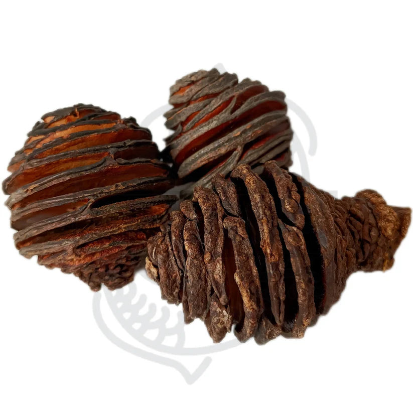 Pina Africana / Afrikanische Pinie  ( 3 Stück )