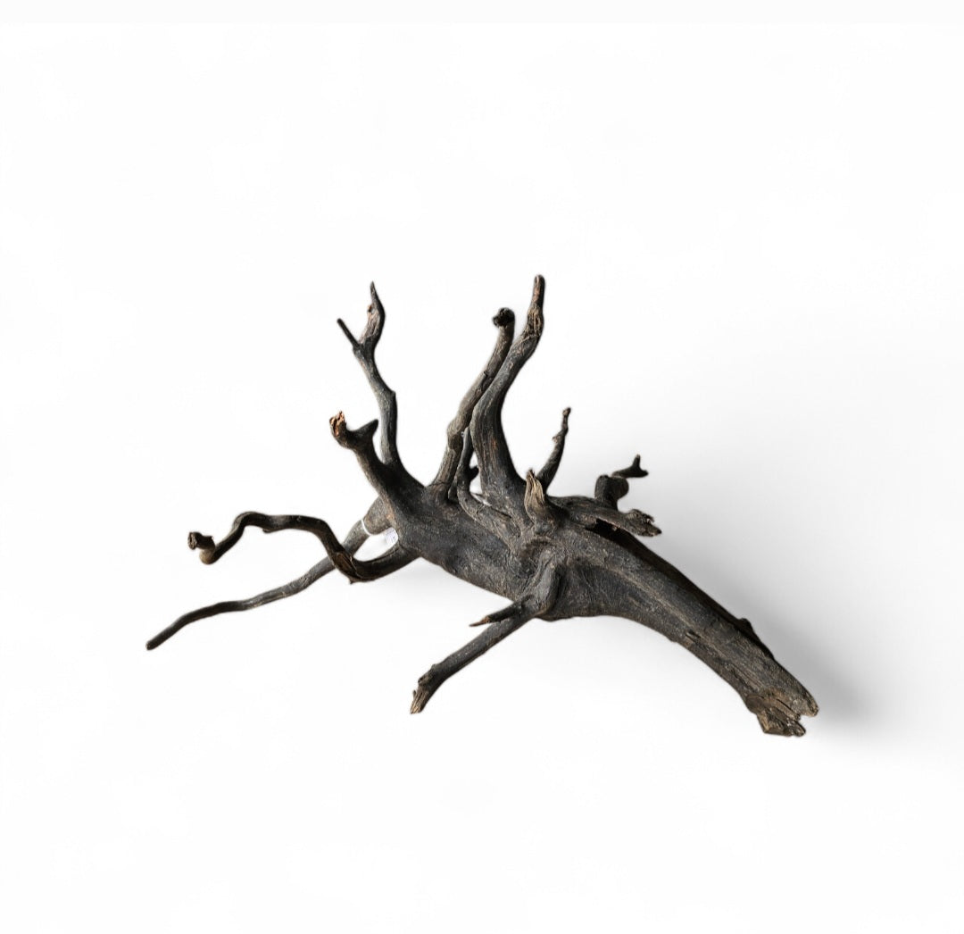 Black Root M  Nr.288