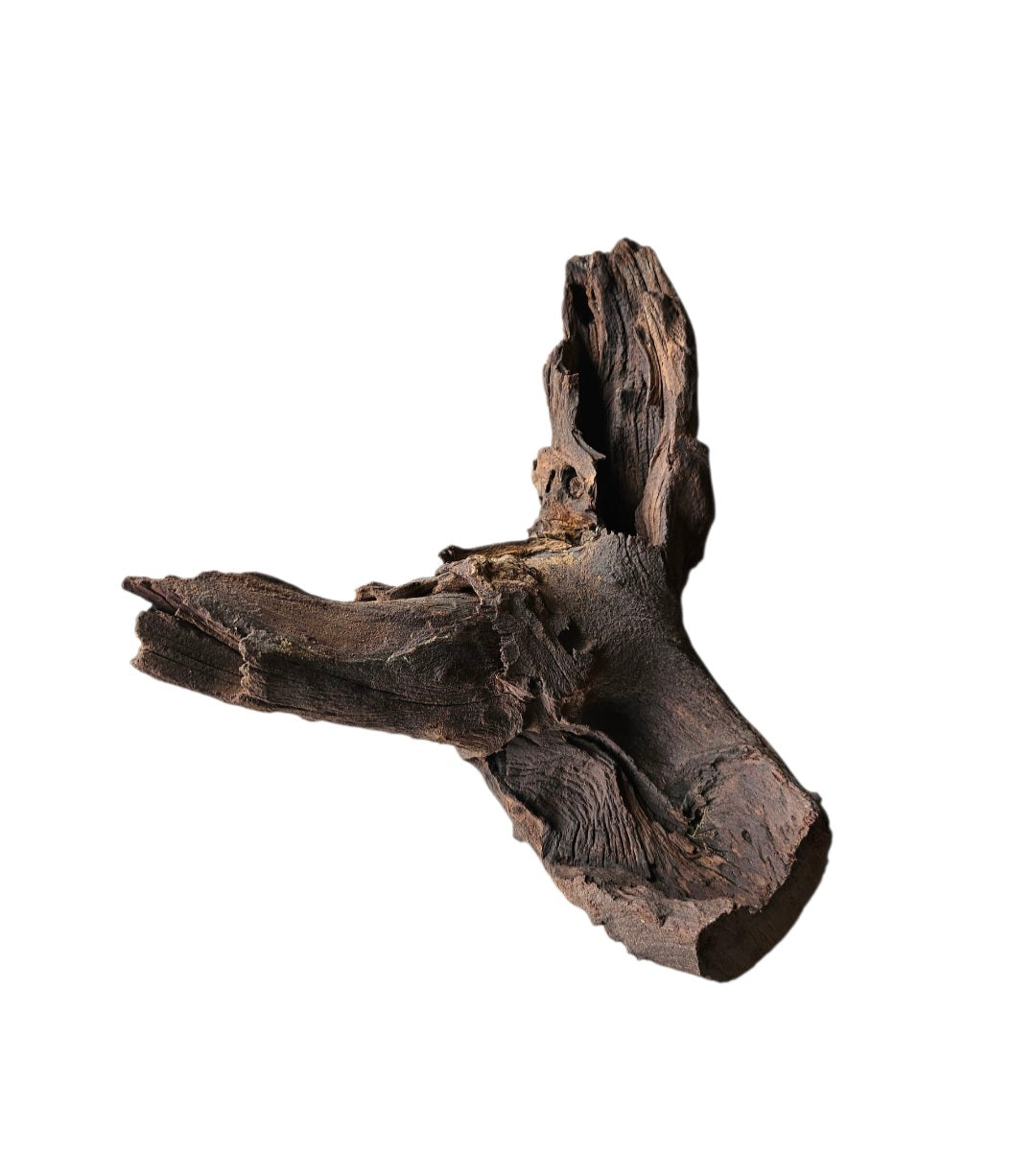 Mopani Wurzel  Nr.738