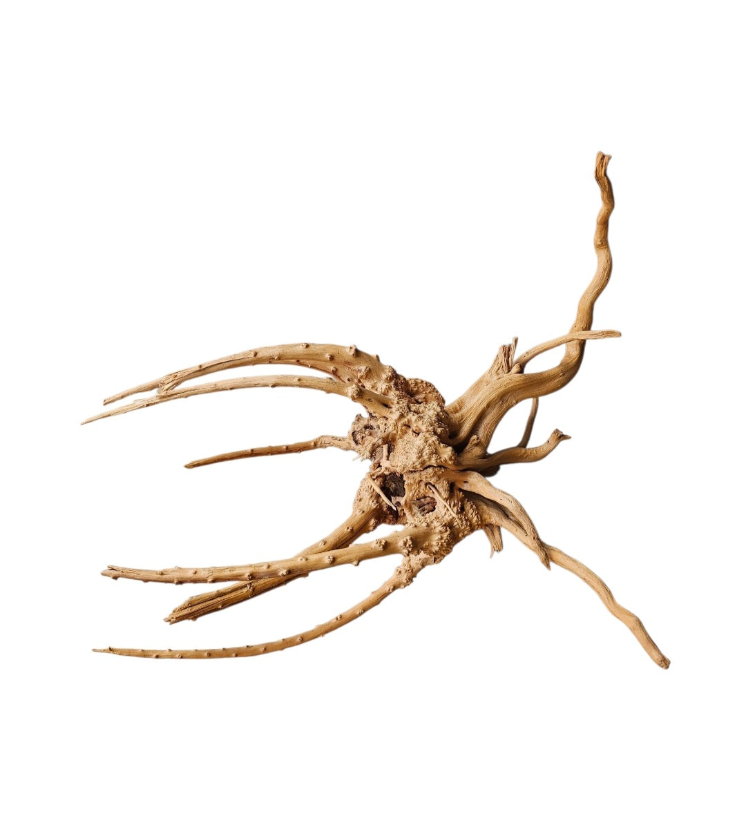 WIO Tree Trunk Wood  Wurzel 298