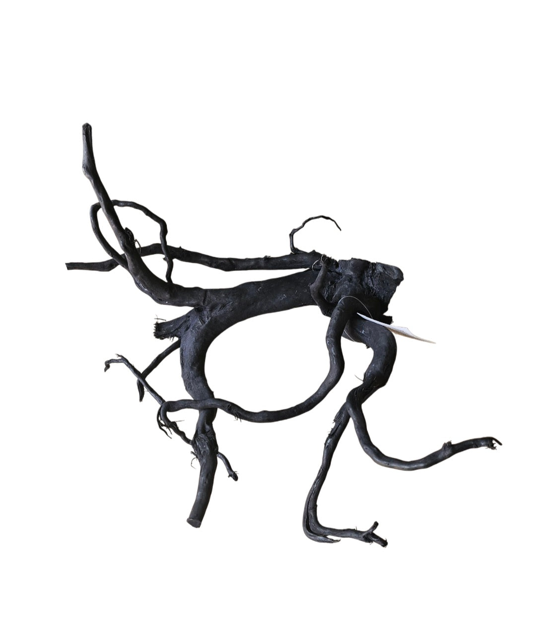 Schwarze Moorwurzel M (25-30 cm)   Nr. 263
