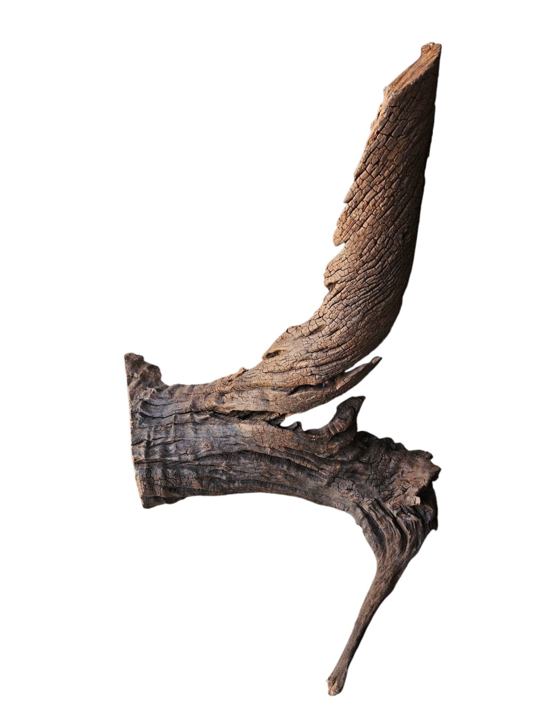 Driftwood / Flusswurzel   Nr. 479