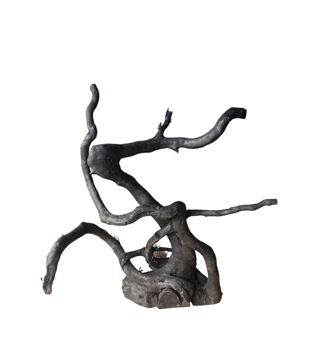 Schwarze Moorwurzel L (40-45 cm)   Nr.103