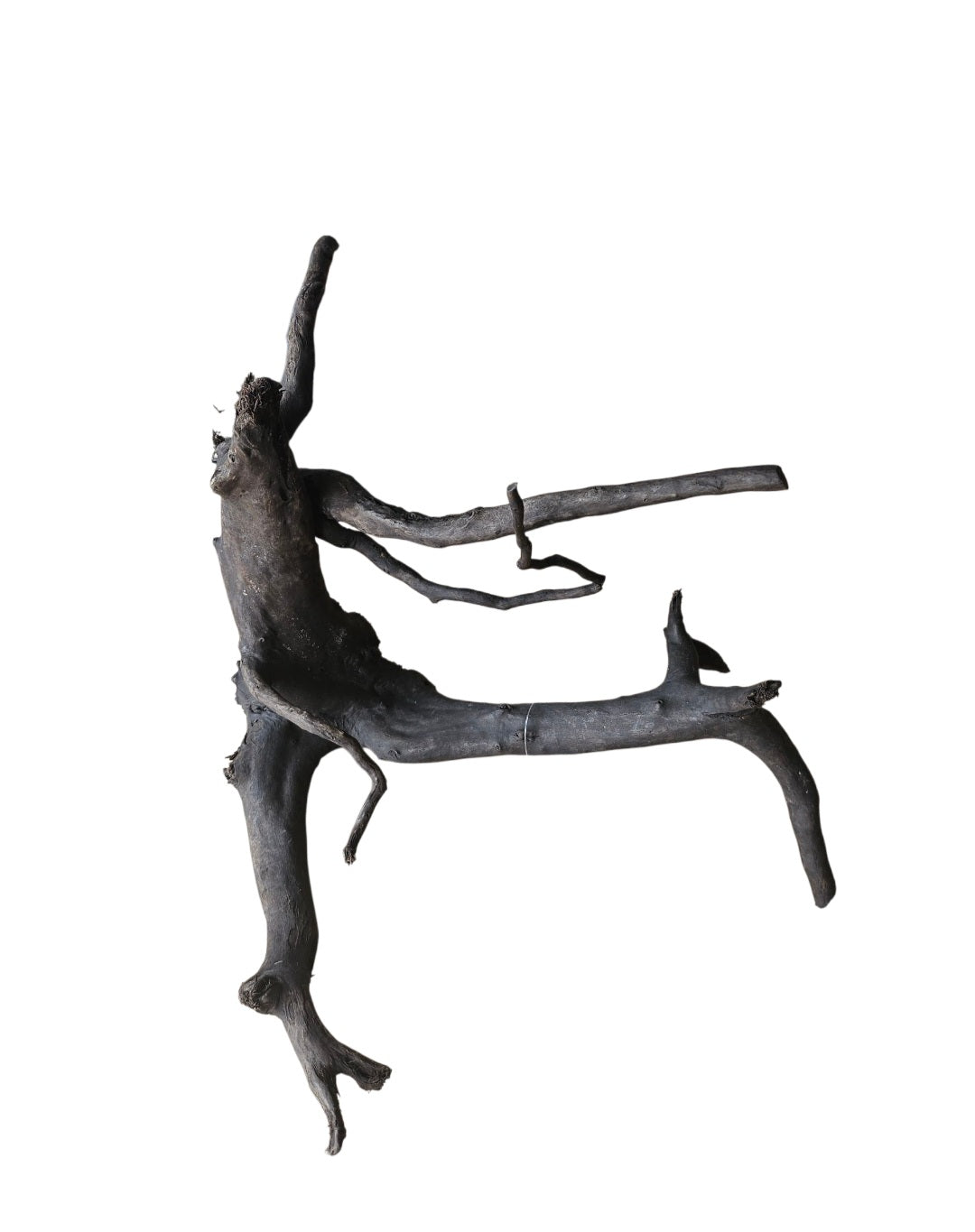 Schwarze Moorwurzel M (25-30 cm)   Nr. 14