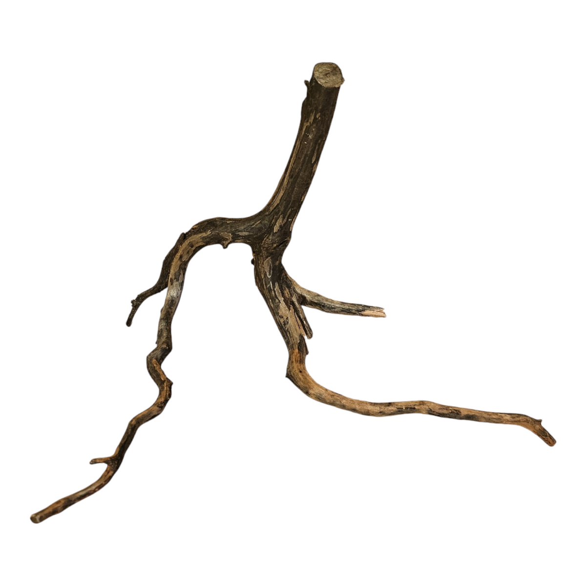 Black Root S  Nr.101