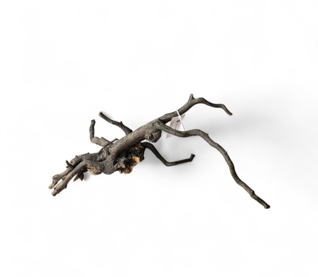 Black Root M  Nr.424