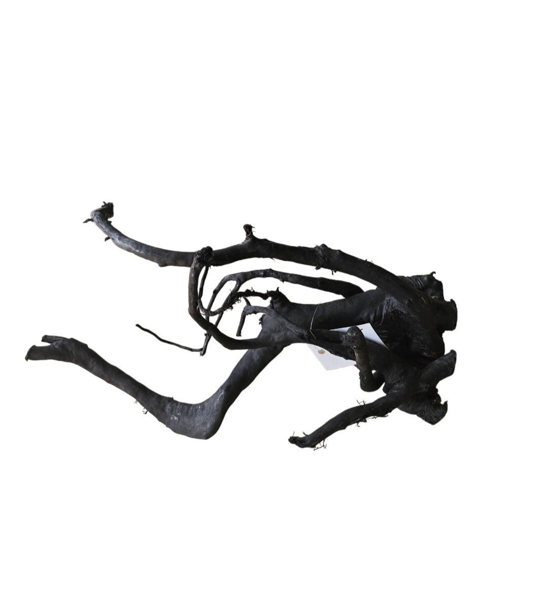 Schwarze Moorwurzel M (25-30 cm)   Nr. 260