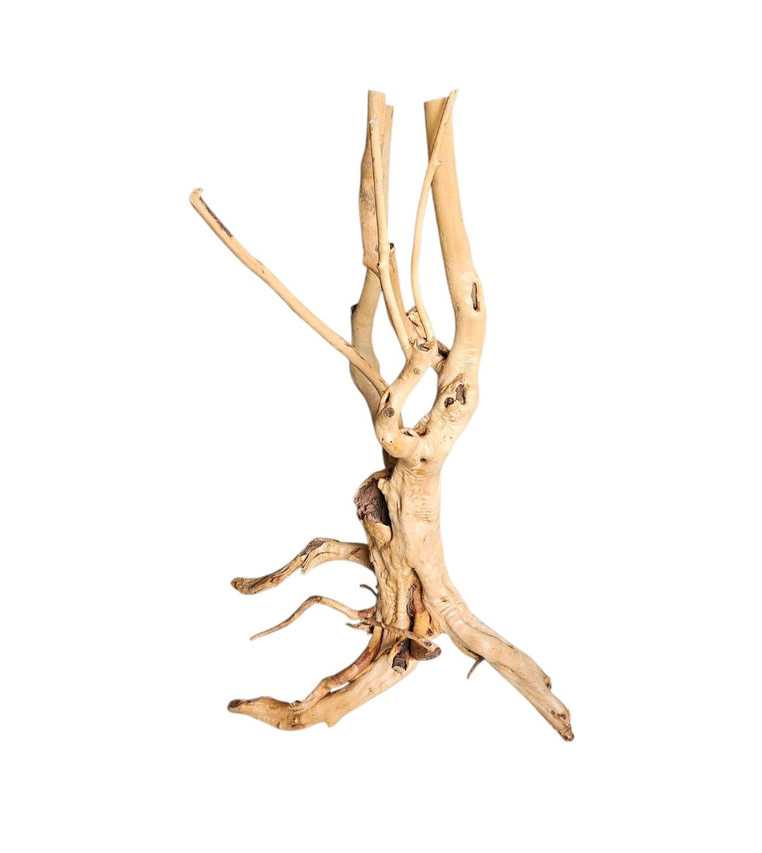 Rainforest Wood Stump  Nr.474