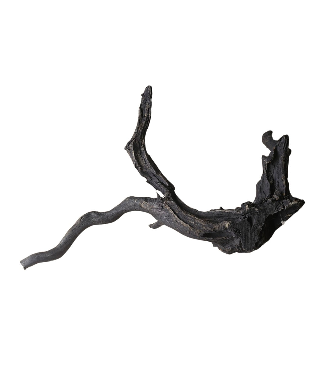 Schwarze Moorwurzel L (40-45 cm)   Nr. 112