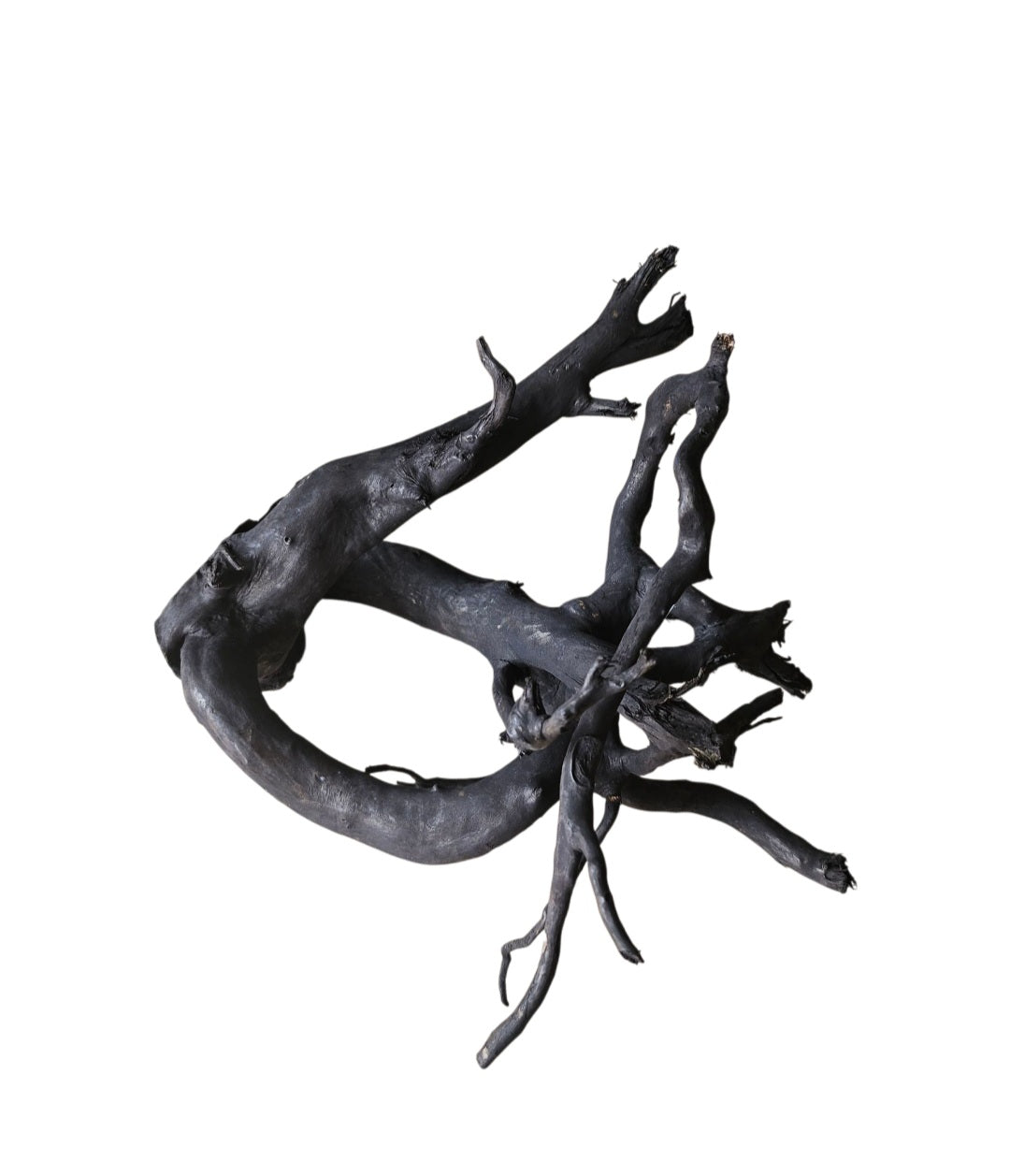 Schwarze Moorwurzel M (25-30 cm)  Nr. 259