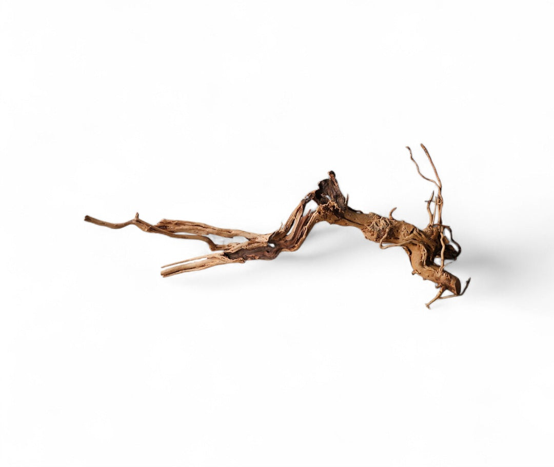 Dragon Wood / Curl Wood  Wurzel325