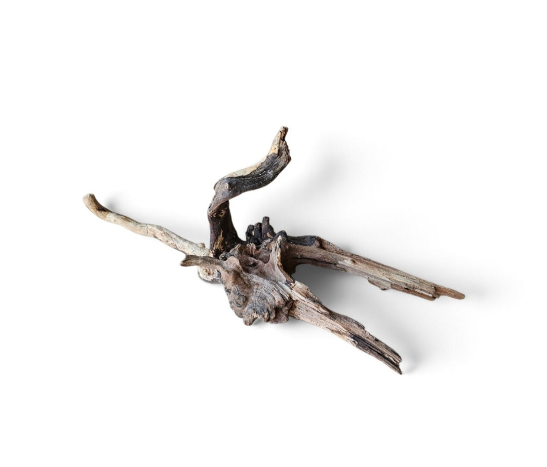 Coral Sinker Wood   Nr.601