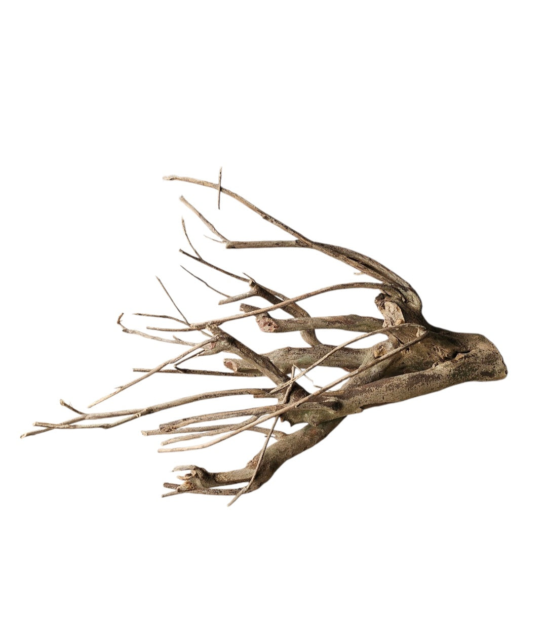 Talawa Holz/Wood 50-70cm  Nr. 243