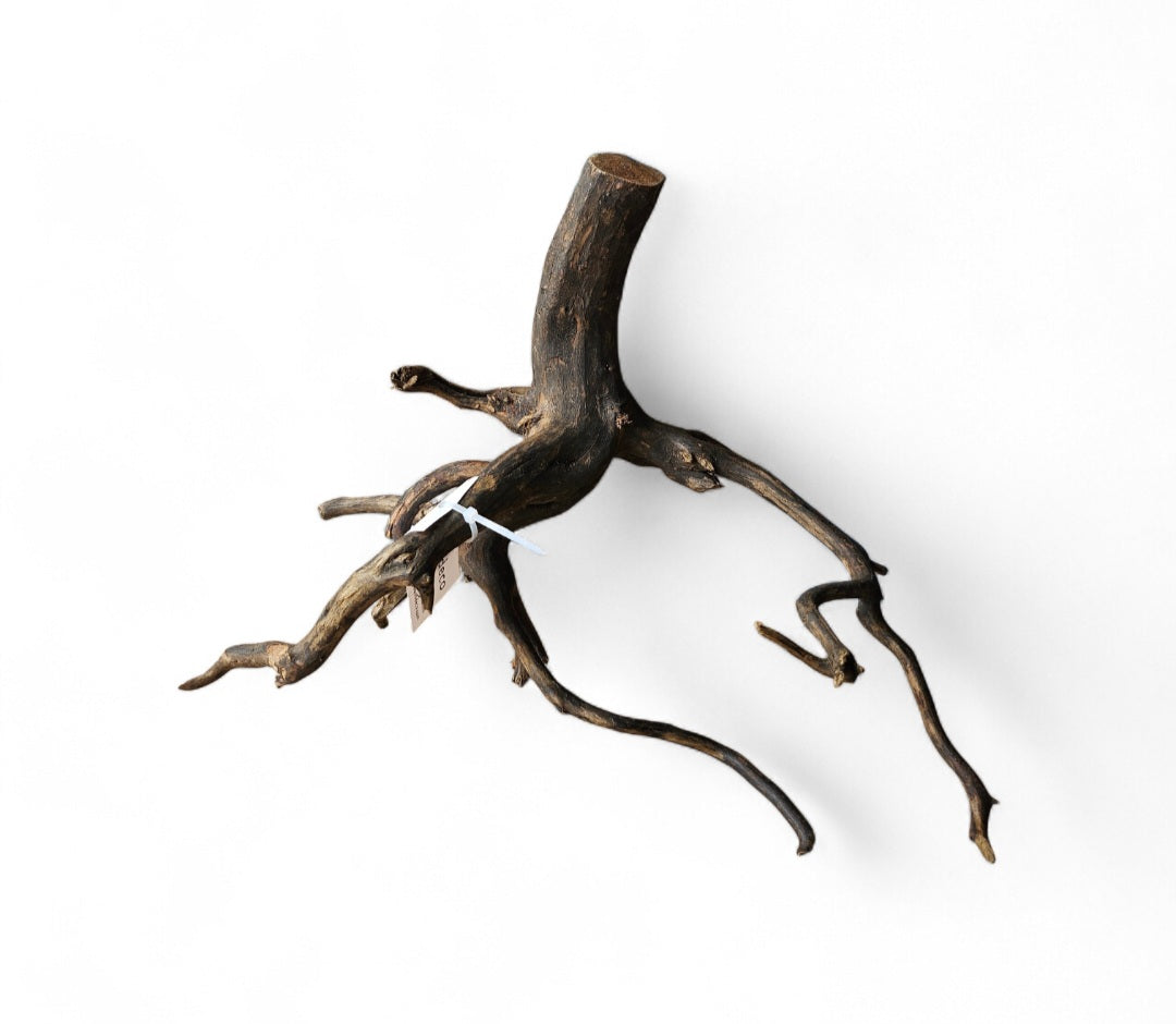 Black Root   Nr.457