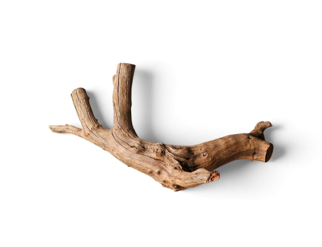 Driftwood / Flusswurzel   Nr. 258