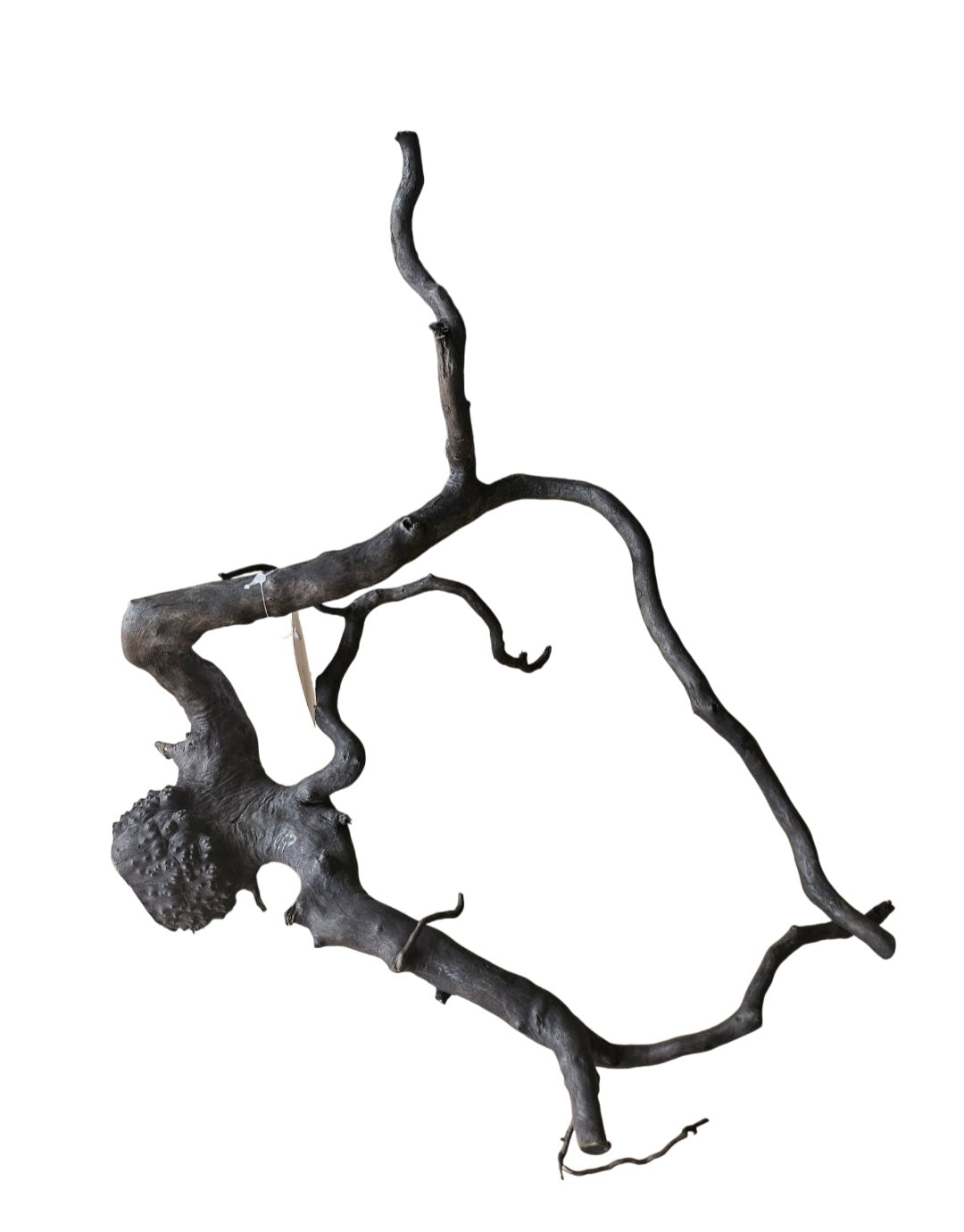 Schwarze Moorwurzel M (25-30 cm)   Nr. 127