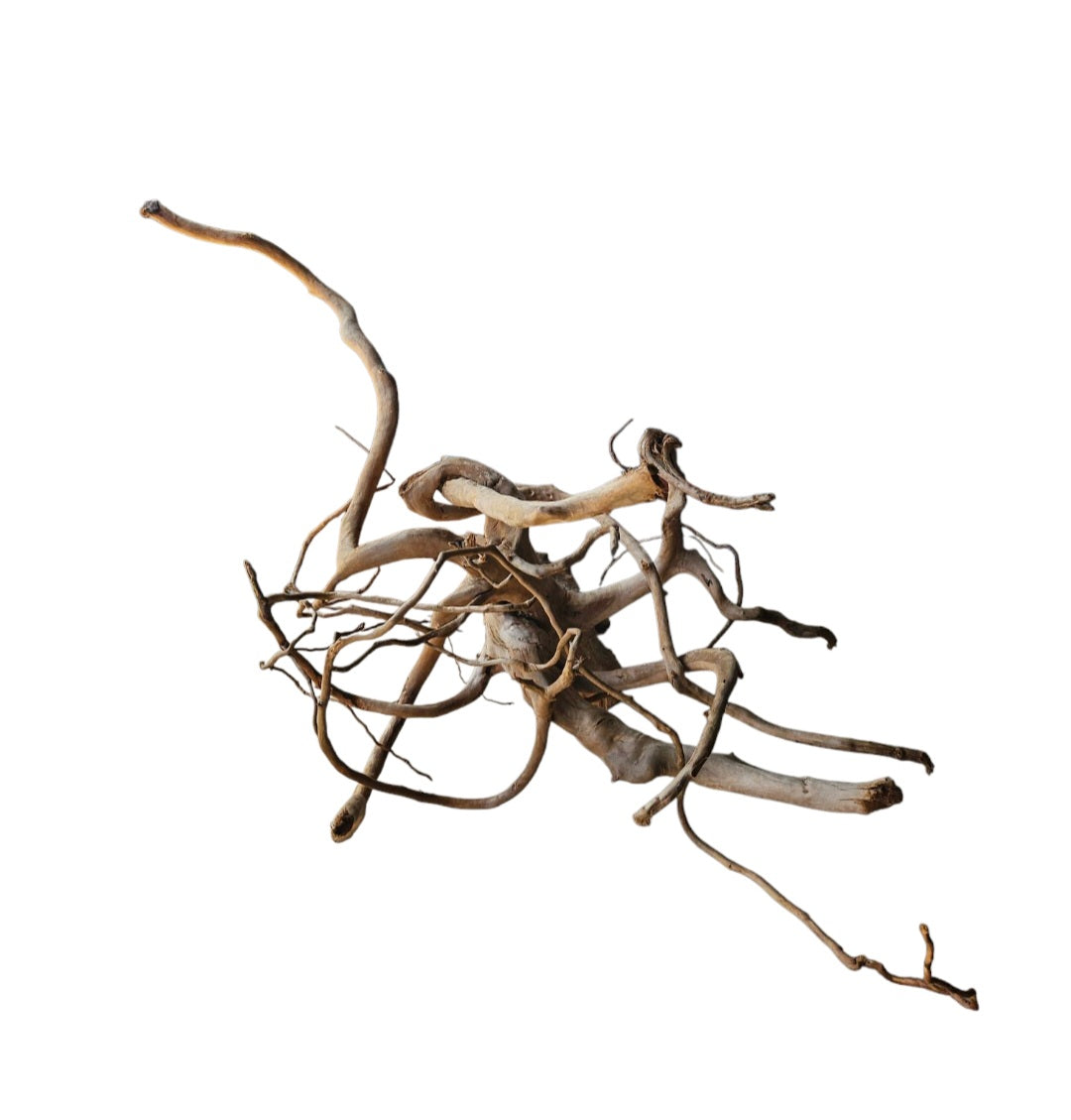 Dunkle Moorwurzel 40-55 cm   Nr. 364