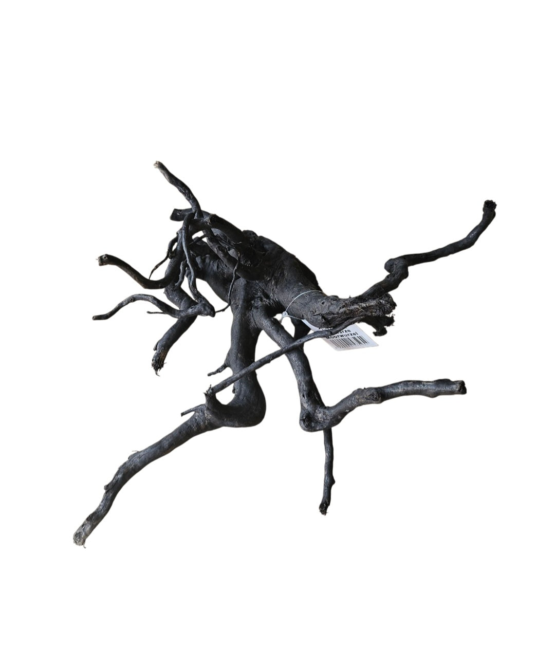 Schwarze Moorwurzel M (25-30 cm)   Nr. 264