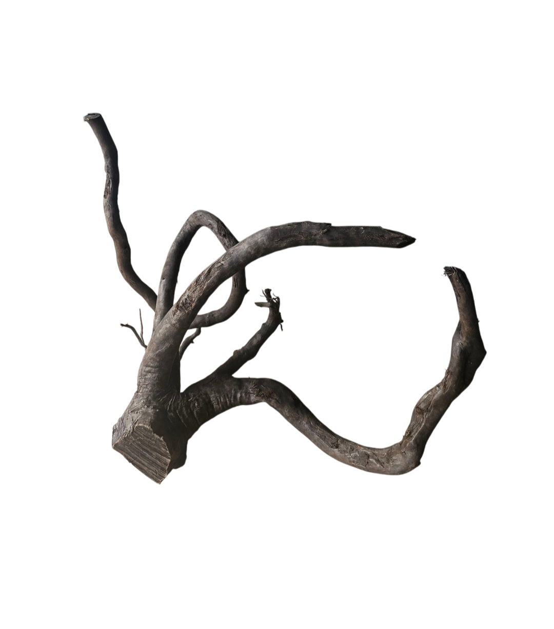 Schwarze Moorwurzel L (40-45 cm)   Nr.930