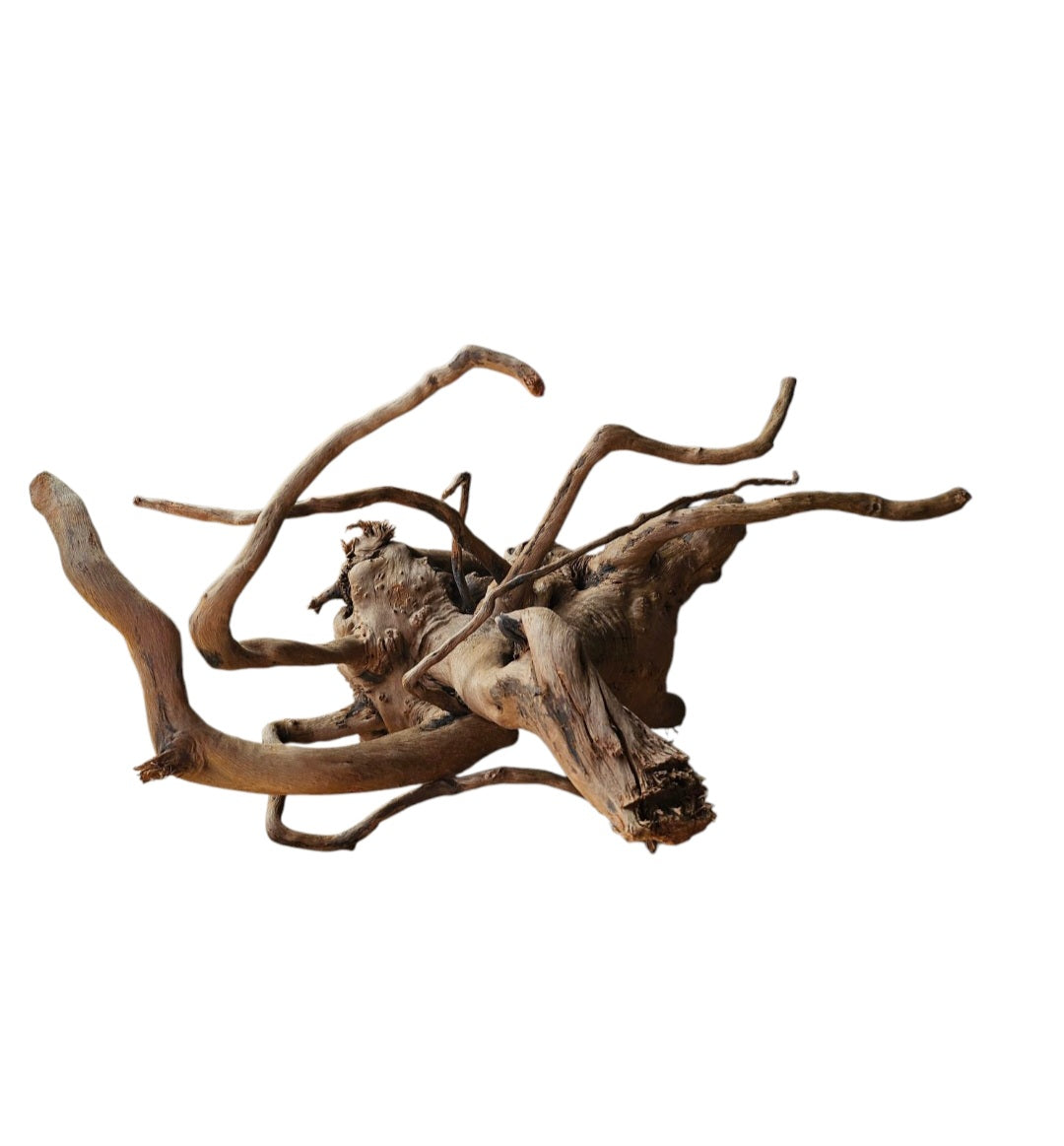 Dunkle Moorwurzel 40-55 cm   Nr. 599