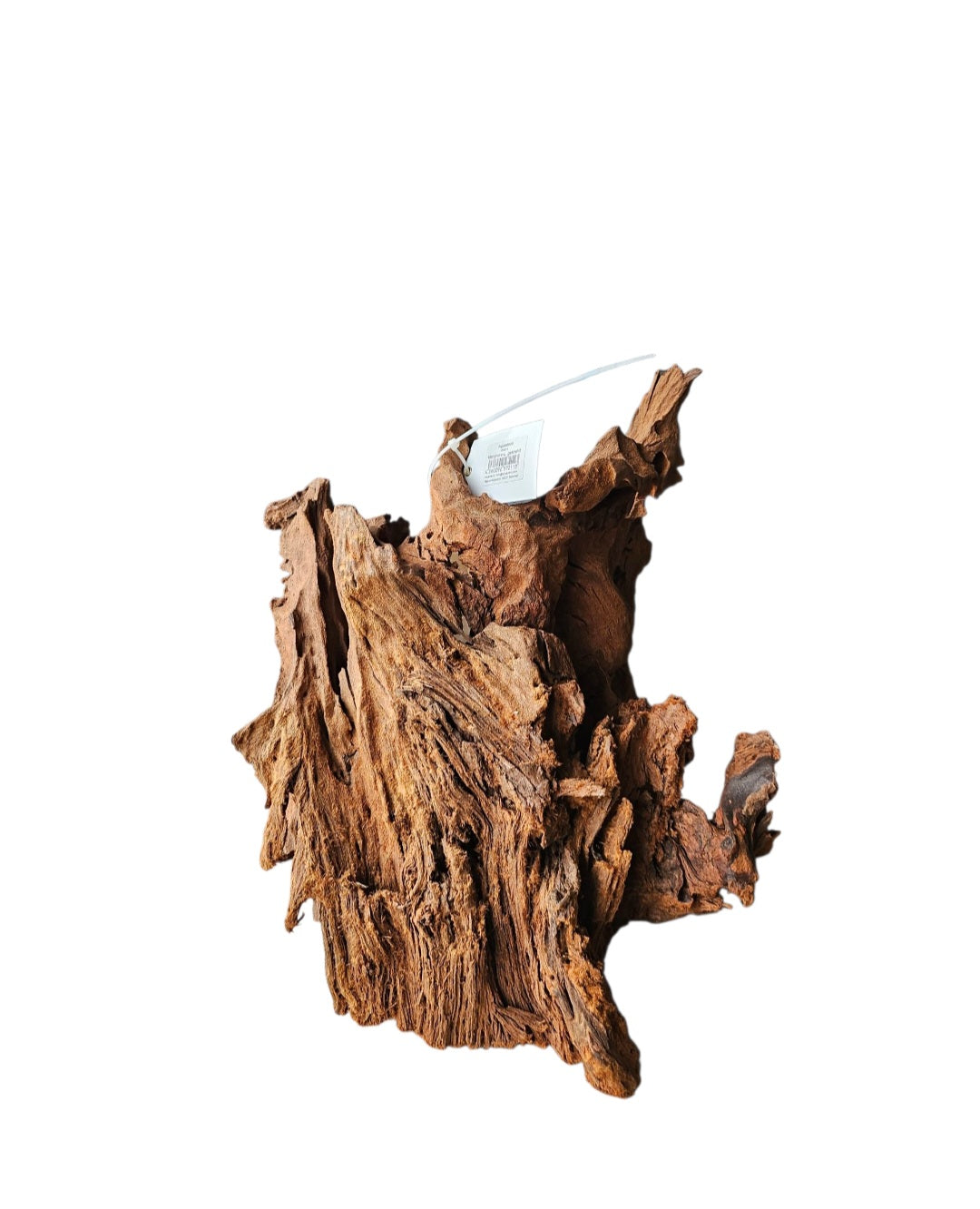 Mangrove  Größe XL  /  Nr.383