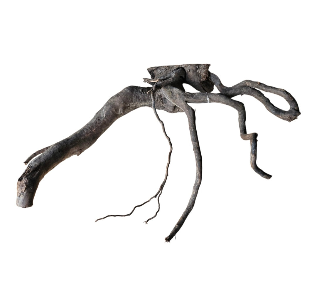 Schwarze Moorwurzel L (40-45 cm)  Nr. 135