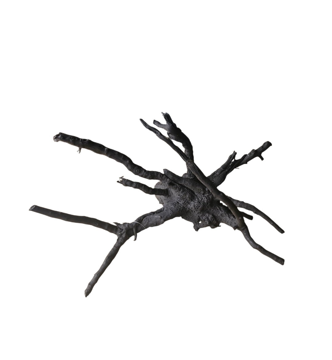 Schwarze Moorwurzel M (25-30 cm)   Nr. 110