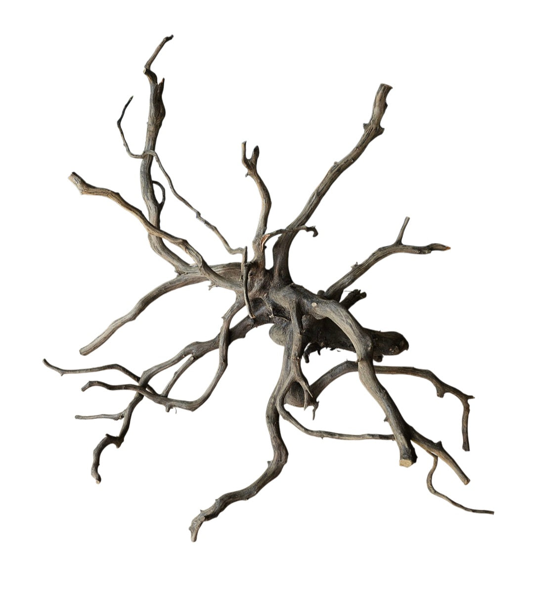 Black Root  Nr.769
