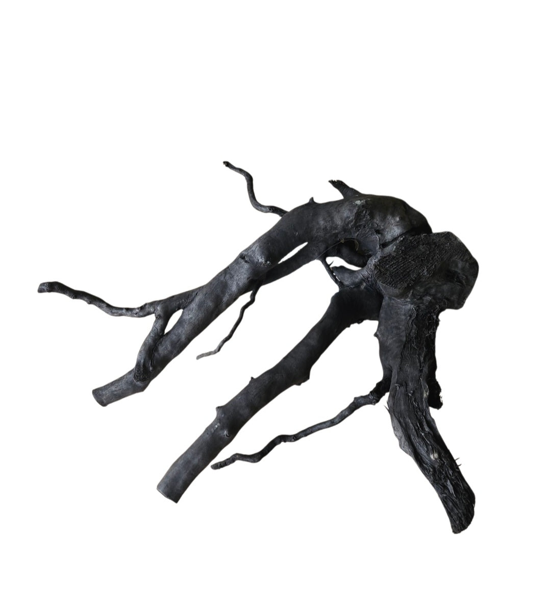Schwarze Moorwurzel M (25-30 cm)   Nr. 58