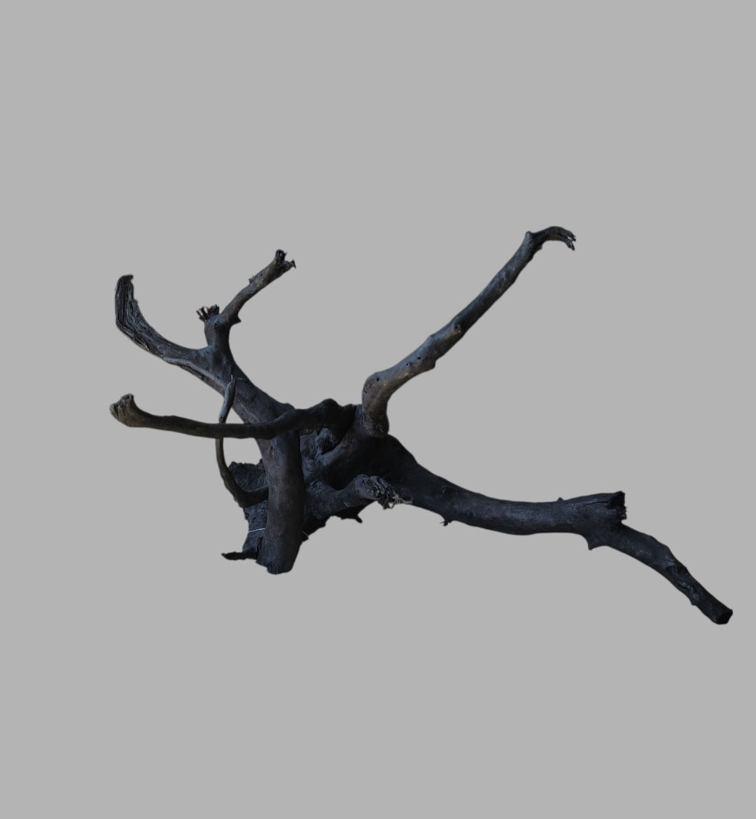 Schwarze Moorwurzel L (40-45 cm)   Nr. 935