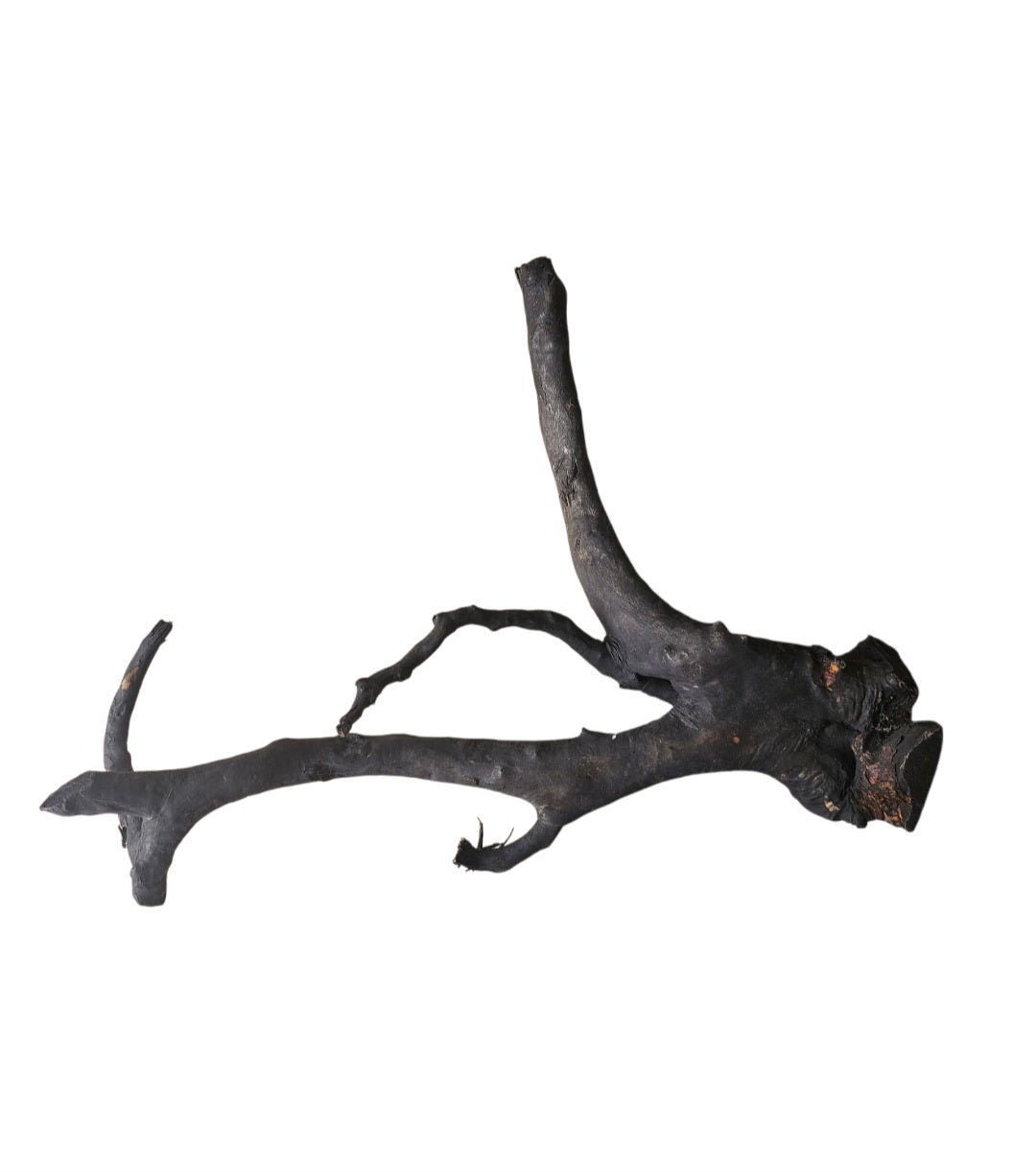 Schwarze Moorwurzel L (40-45 cm)   Wurzel 926