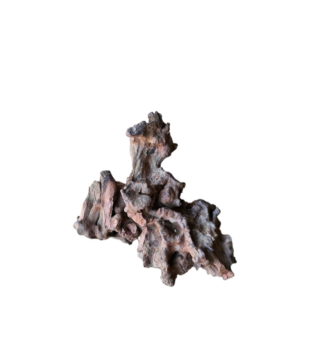 Coral Sinker Wood   Nr.558
