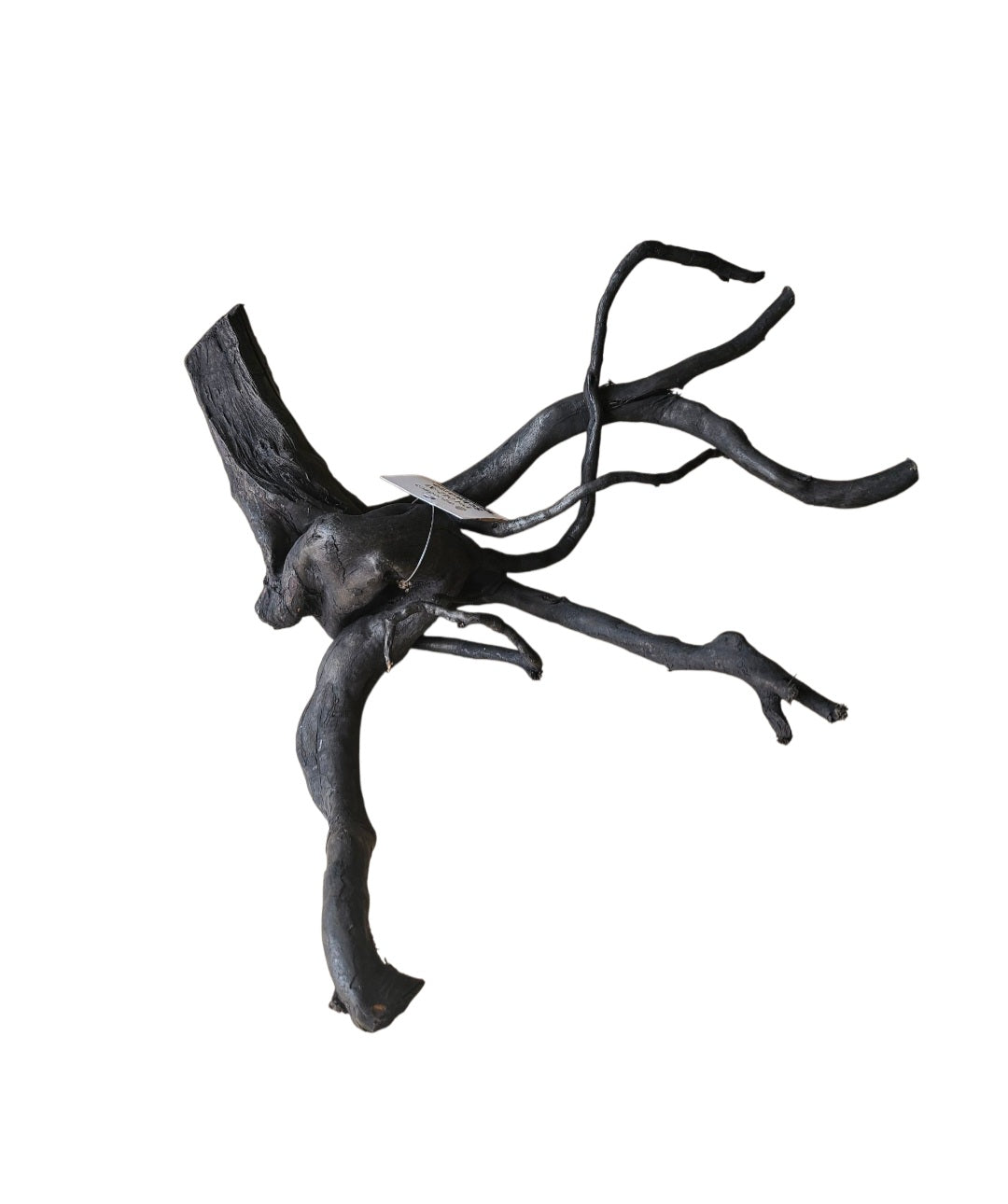 Schwarze Moorwurzel M (25-30 cm)   Nr. 16