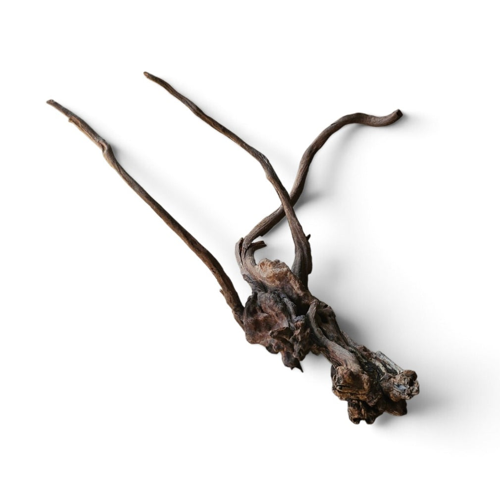 Coral Sinker Wood   Nr. 880