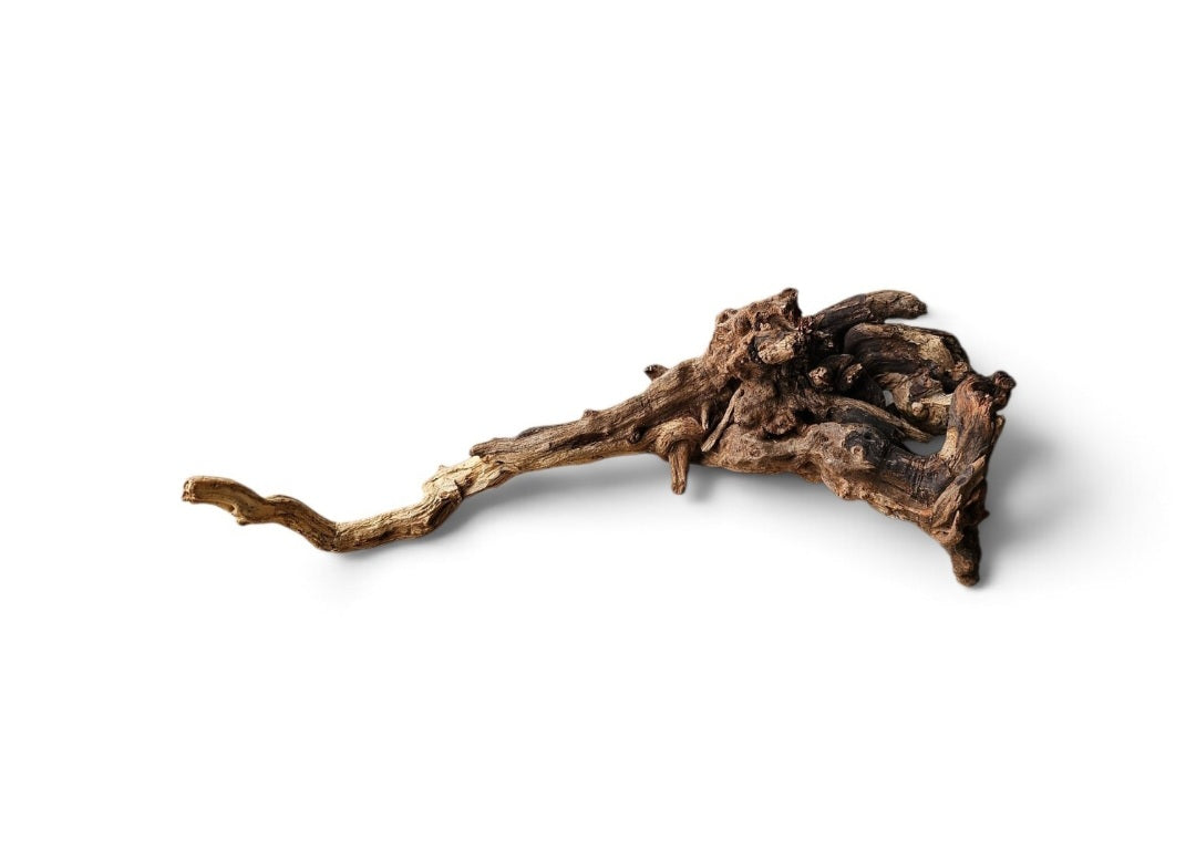 Coral Sinker Wood   Nr.616