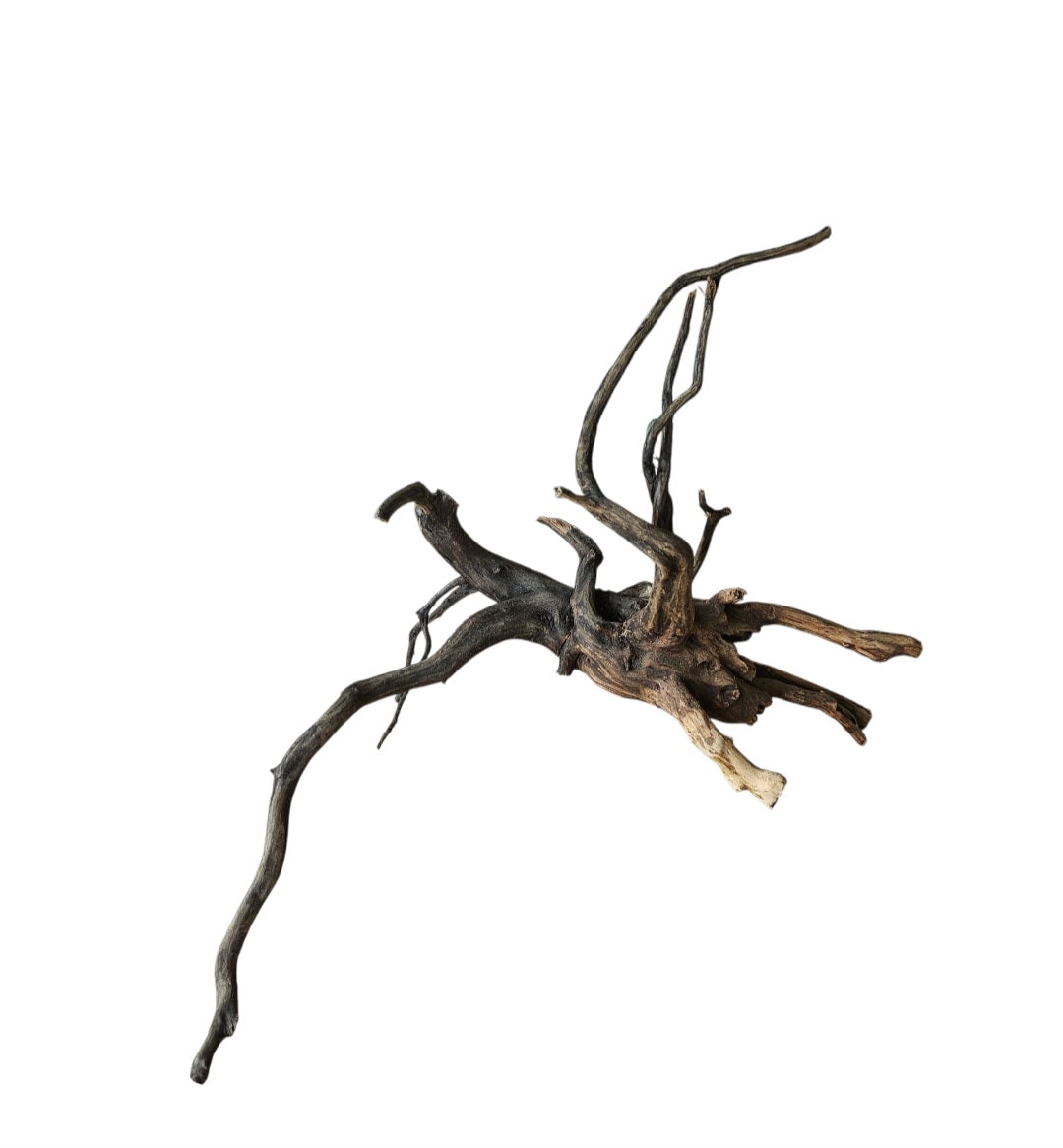 Black Root  Nr.827
