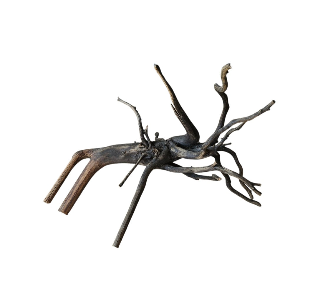 Black Root  Nr.767