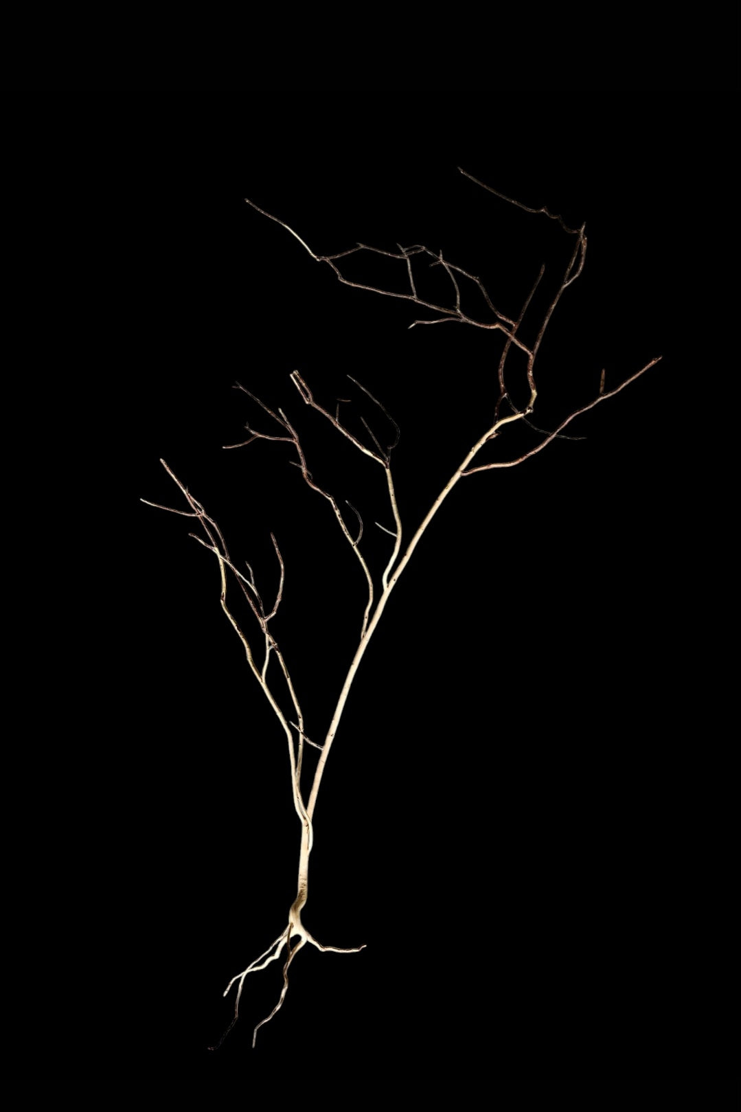 Ghost Wood  XL  Nr.863