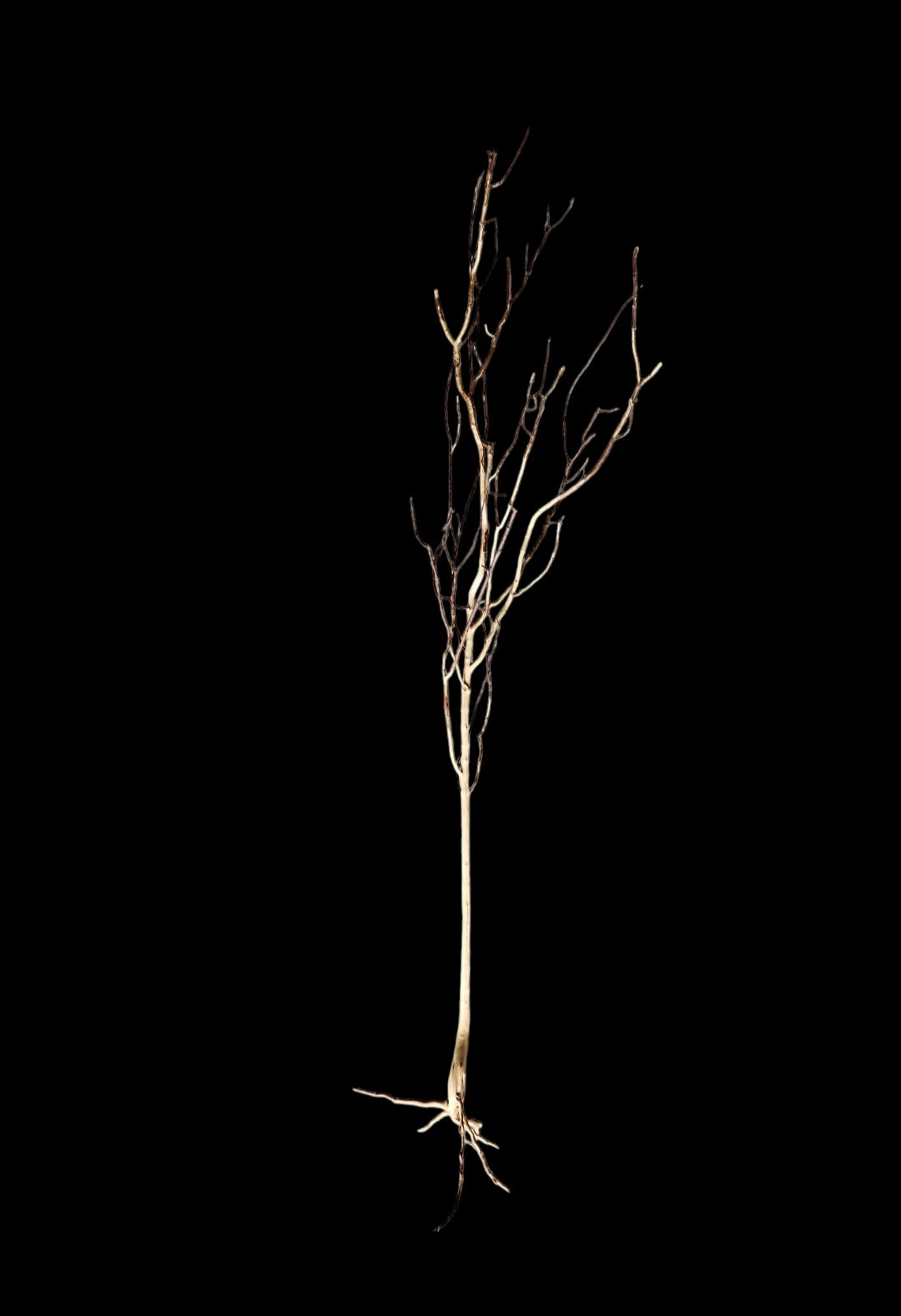 Ghost Wood  XL  Nr.862
