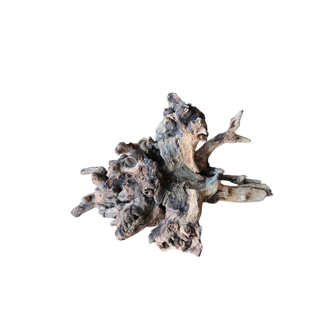 Coral Sinker Wood   Nr.557